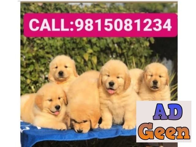 used Golden Retriever Puppies Available For sale in Chandhigarh for sale 
